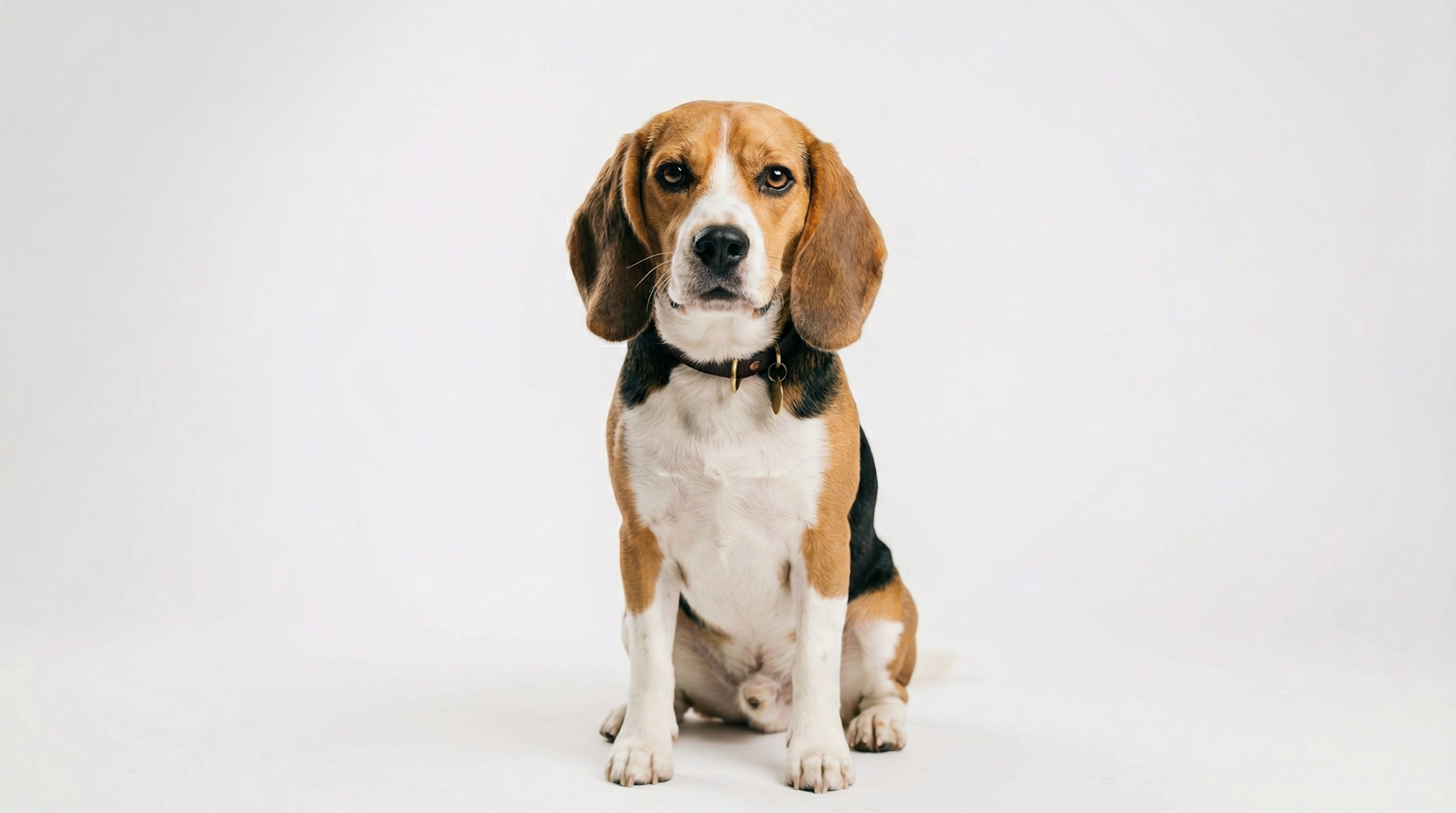 Beagle